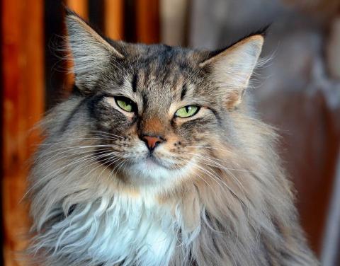 Ответы на вопросы о породе норвежская лесная кошка | Nordling Cat