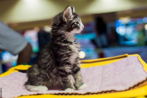 котенок норвежской лесной кошки