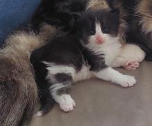 котята норвежской лесной кошки