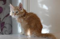 котенок норвежской лесной кошки