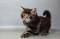 котенок норвежской лесной кошки