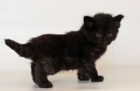 котенок норвежской лесной кошки