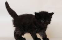 котенок норвежской лесной кошки