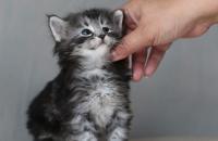котенок норвежской лесной кошки