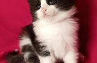 котенок норвежской лесной кошки