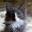 котенок норвежской лесной кошки
