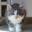котенок норвежской лесной кошки